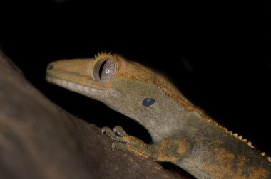 Tepeli gecko - rhacodactylus ciliatus