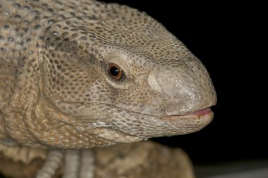 Monitor Lizard clipart