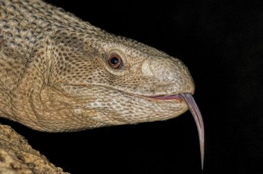 Monitor Lizard clipart