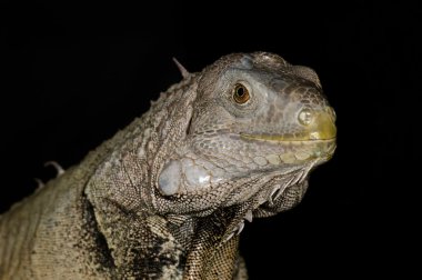 Yeşil iguana - iguana iguana