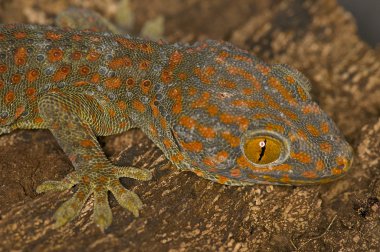 Tokay Gecko - Gekko gecko