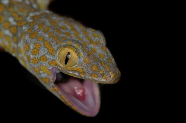 Tokay Gecko - Gekko gecko