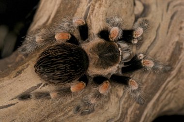 Kırmızı diz terantula - brachypelma smithi