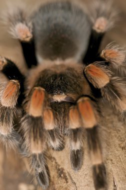 Kırmızı diz terantula - brachypelma smithi