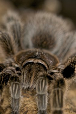 Şili gül tarantula - grammostola rosea