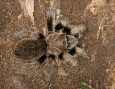 Mexican Blonde Tarantula, - Aphonopelma chalcodes clipart