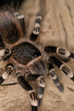 White Knee Spider