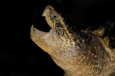 Florida yapışma kaplumbağa