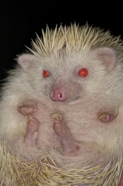 Albino African Pigmy Hedgehog clipart