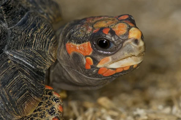 Stock image Red-footed tortoise - Chelonoidis carbonaria