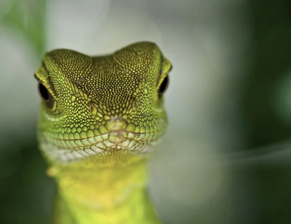 Dragón de agua chino - Physignathus cocincinus — Foto de Stock