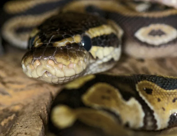 Пастельные королевской python - питон — стоковое фото