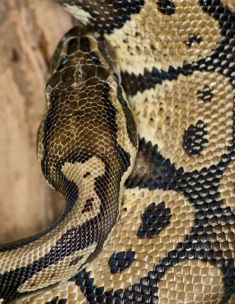 Pastelové královská python - python regius — Stock fotografie