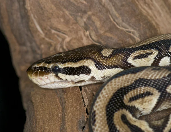 Pastell royal python - python regius — Stockfoto