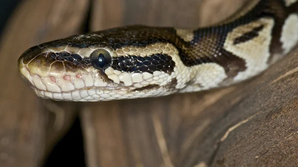 Pastelové královská python - python regius — Stock fotografie