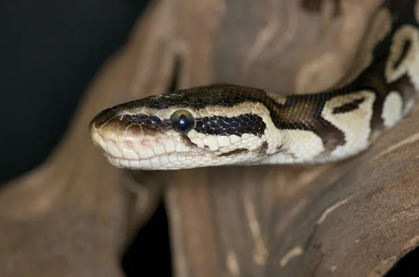 Pastel Royal Python - Python regius — Fotografia de Stock