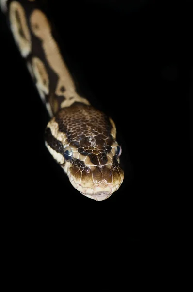 Pastel Royal Python - Regius Python — Foto Stock