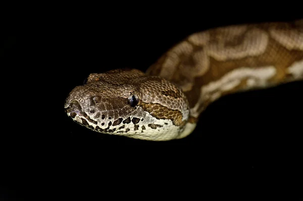 Píton real - python regius — Fotografia de Stock