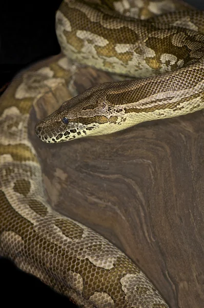 Королевский питон - python regius — стоковое фото