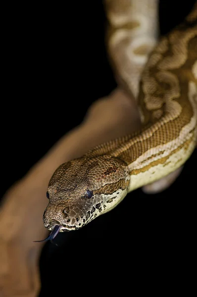 Royal python – Pyton królewski — Zdjęcie stockowe