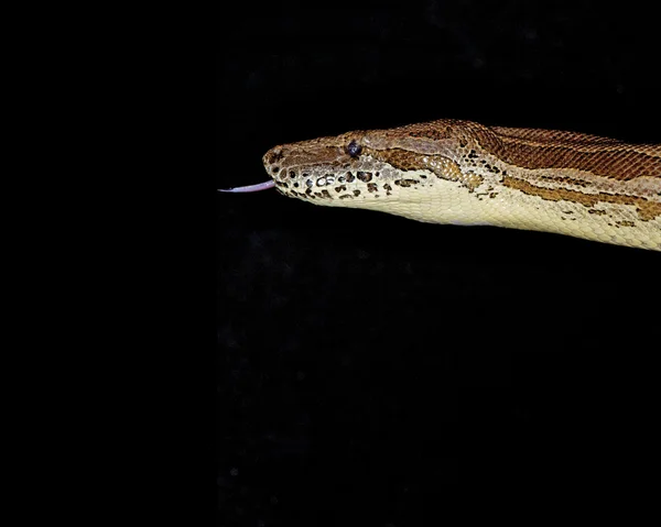 Píton real - python regius — Fotografia de Stock
