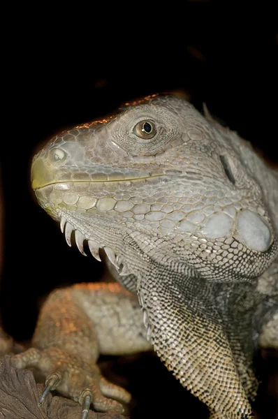 Iguana Verde - Iguana iguana — Fotografia de Stock