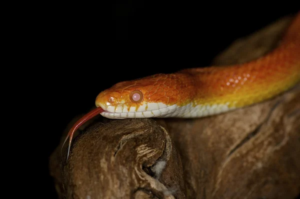 Serpente di mais Pantherophis guttatus guttatus — Foto Stock