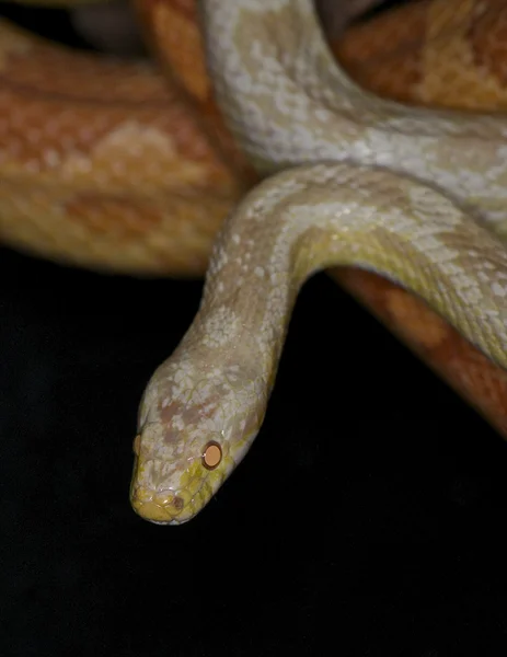 Albino kukorica kígyó - Pantherophis guttatus guttatus — Stock Fotó