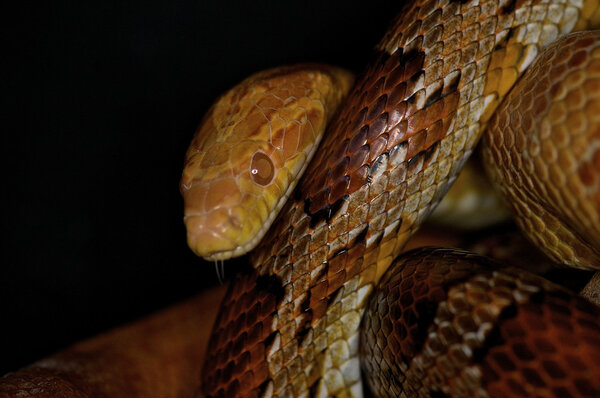 Кукурузная змея - Pantherophis guttatus guttatus
