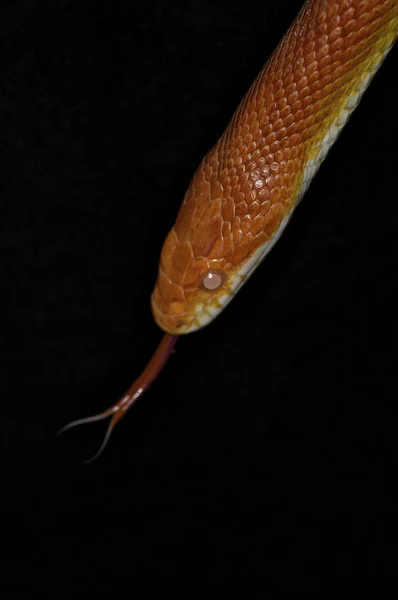 Wąż zbożowy - pantherophis guttatus guttatus — Zdjęcie stockowe