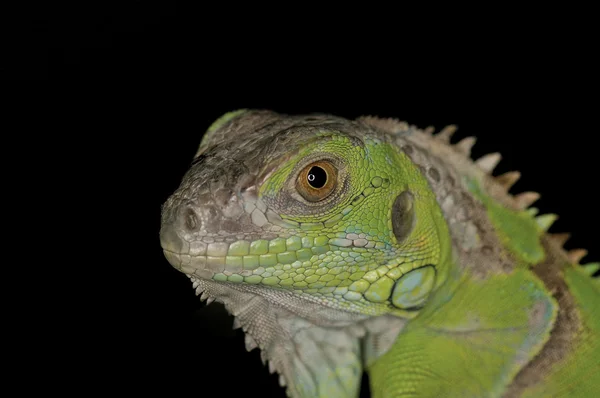 Iguana verde - Iguana iguana — Foto de Stock