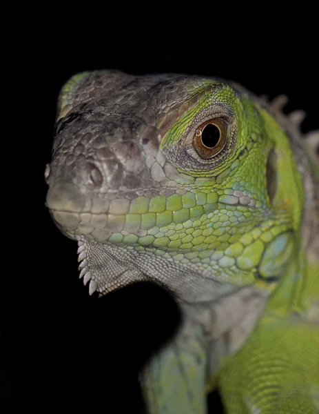 Grön leguan - iguana iguana — Stockfoto