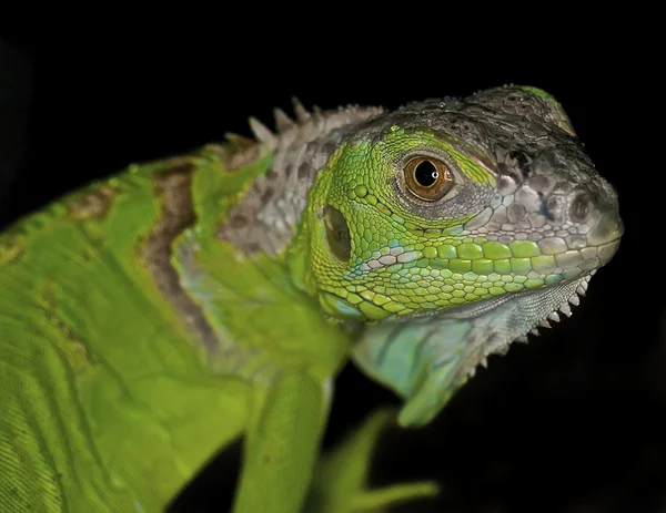 Iguana verde - Iguana iguana — Foto Stock