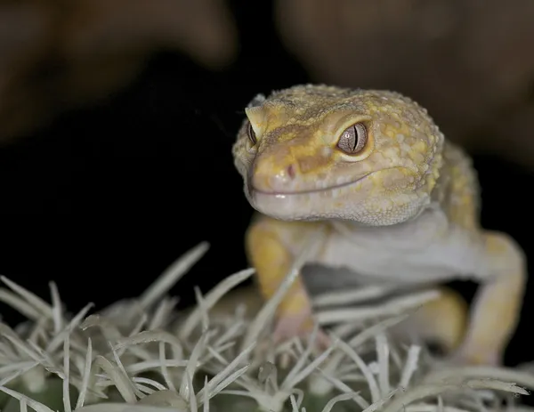 Λεοπάρδαλη geckos - eublepharis macularius — Φωτογραφία Αρχείου
