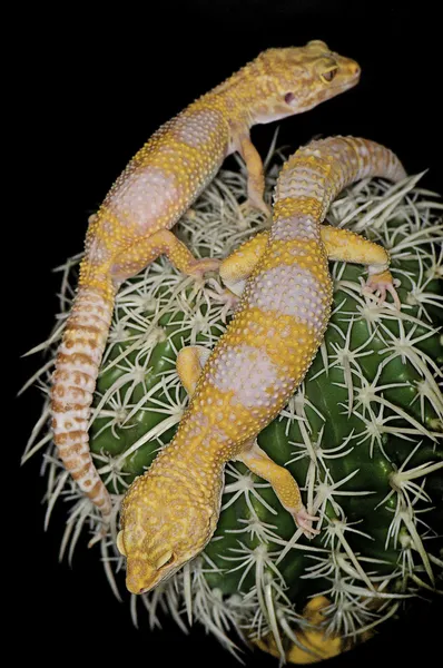 Albino λεοπάρδαλη geckos - eublepharis macularius — Φωτογραφία Αρχείου