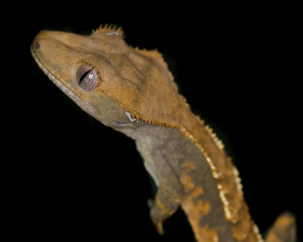 凤头的壁虎-rhacodactylus 缘毛 — 图库照片