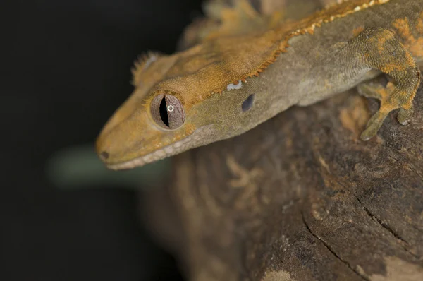 Tepeli gecko - rhacodactylus ciliatus — Stok fotoğraf