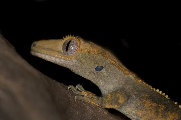 Crested Gecko - Rhacodactylus ciliatus — Zdjęcie stockowe