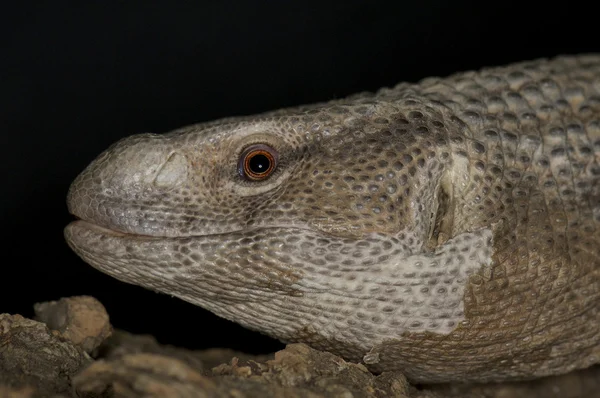 Monitor Lizard — Stock Photo, Image