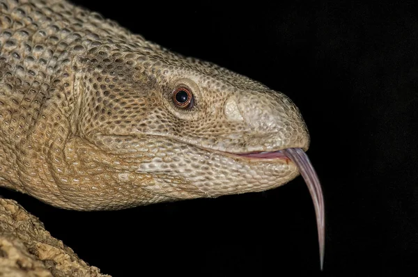 Monitor Lizard — Stock Photo, Image