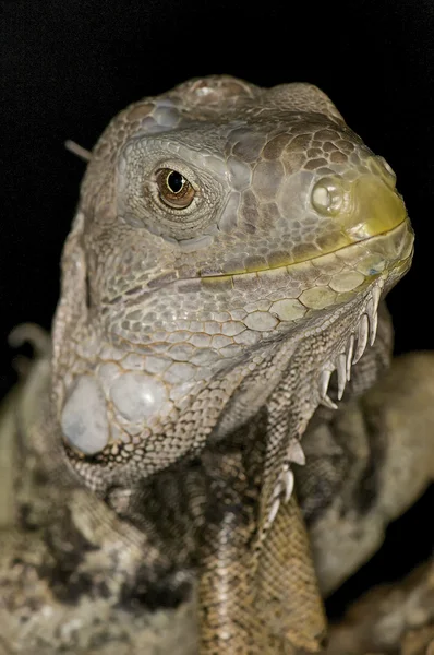 Green Iguana - Iguana iguana — Stock Photo, Image