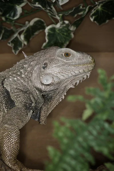 Leguán zelený - iguana iguana — Stock fotografie