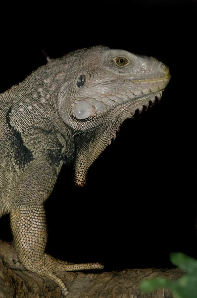 Yeşil iguana - iguana iguana — Stok fotoğraf