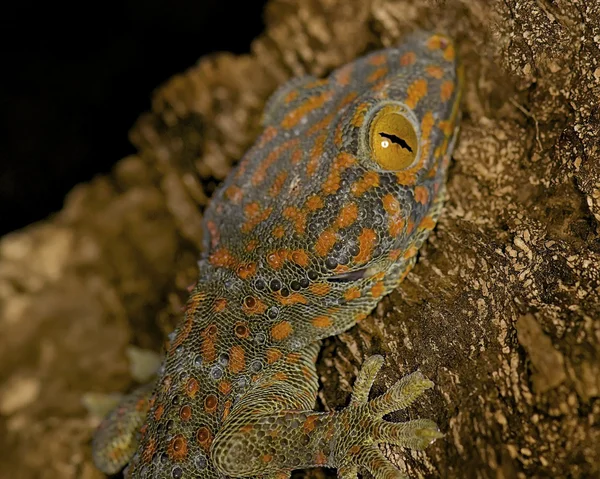 Tokay Gecko - Gekko gecko — Stock Photo, Image