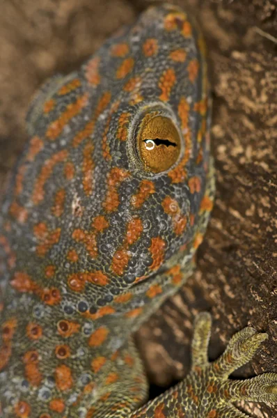 Toke - gekko gecko — Zdjęcie stockowe