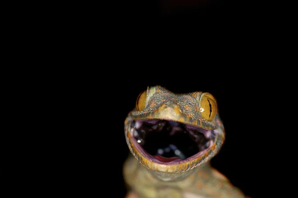 Tokay Gecko - Gekko gecko — Stock Photo, Image