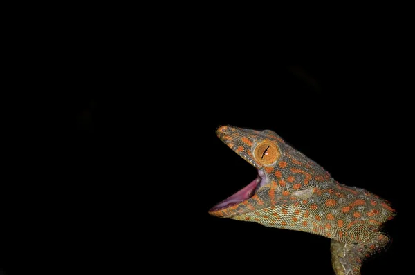 Gecko Tokay - gekko gecko —  Fotos de Stock