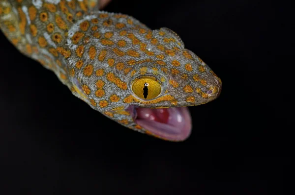 Tokay 도마뱀-Gekko 도마뱀 — 스톡 사진