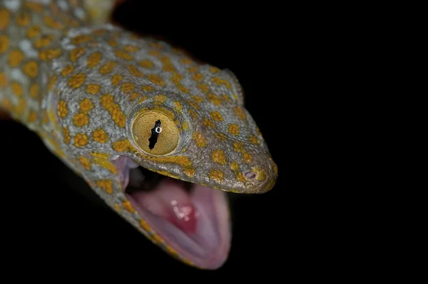 Tokay Gecko - Gekko gecko — Stockfoto