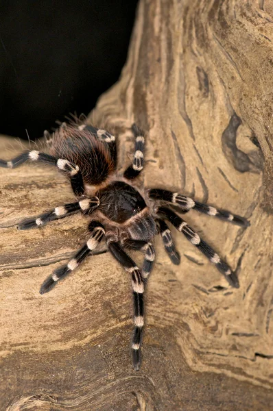 Λευκό γόνατο αράχνη — Φωτογραφία Αρχείου